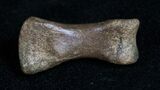 Small Theropod (Raptor) Toe Bone - Hell Creek Formation #11825-4